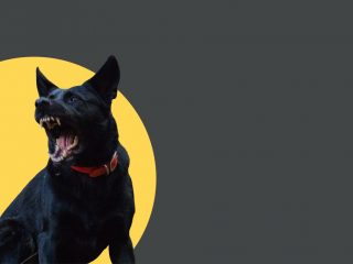 Selbstverteidigung gegen Hunde – 5 einfache Tipps